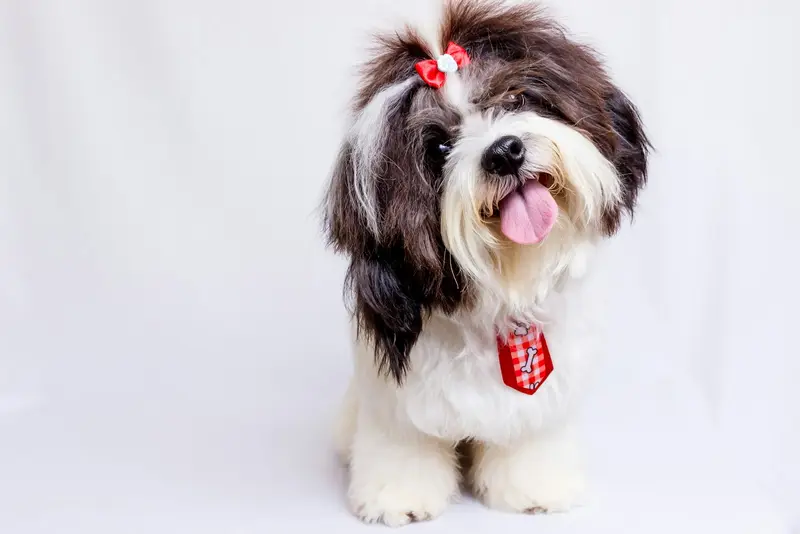Coco after her full groom