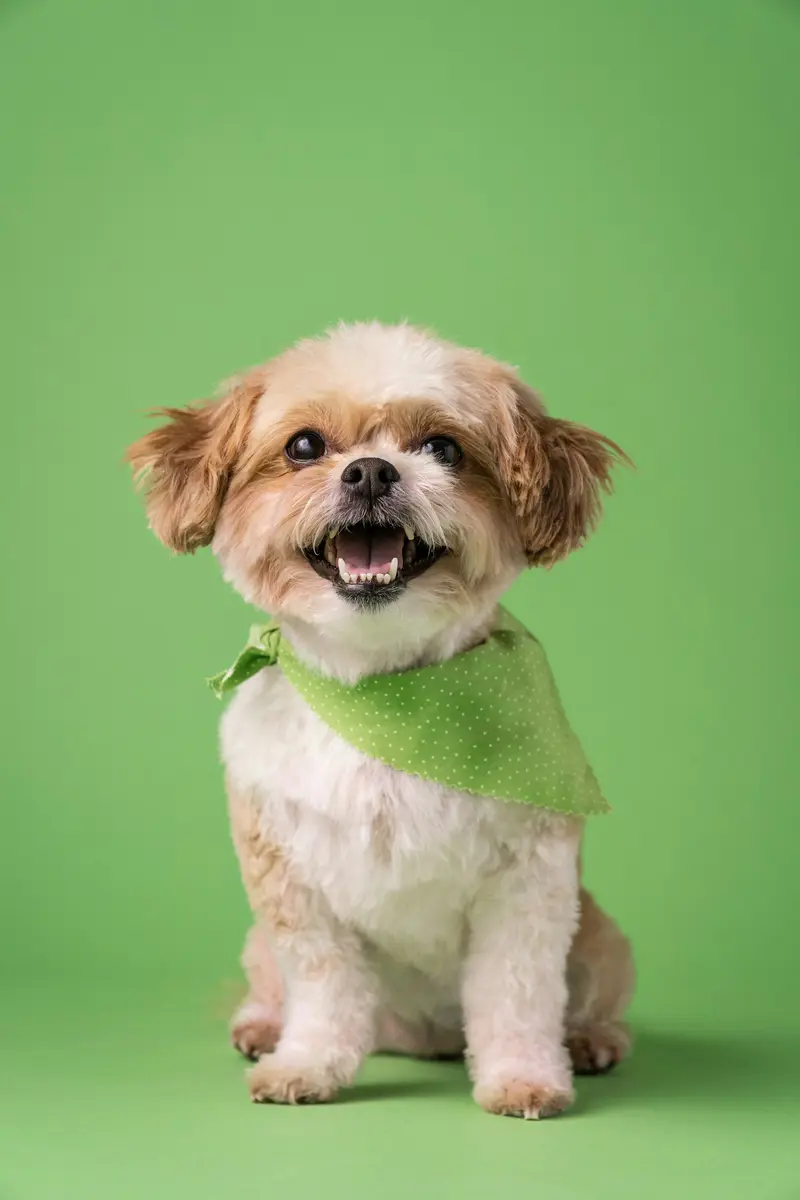 Summer trim for Milo