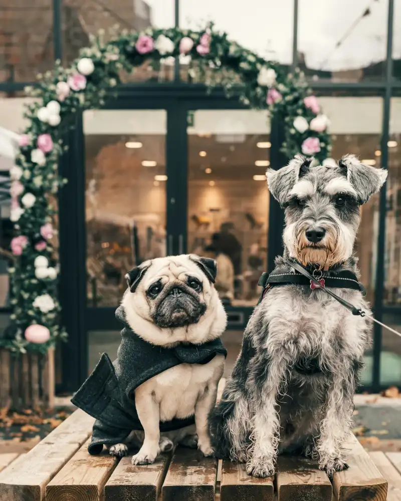 Pug and schnauzer outside a pet shop with a flower arch