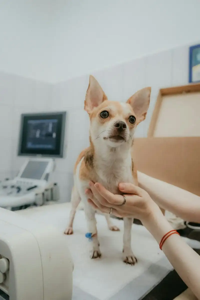 Small dog standing on the examination table at a vet clinic